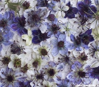 گل سیاه دانه دلفت آبی
