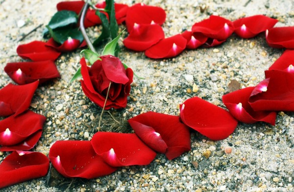 عکس عاشقانه شکل قلب با گلبرگهای گل رز قرمز و شاخه گل زیبا