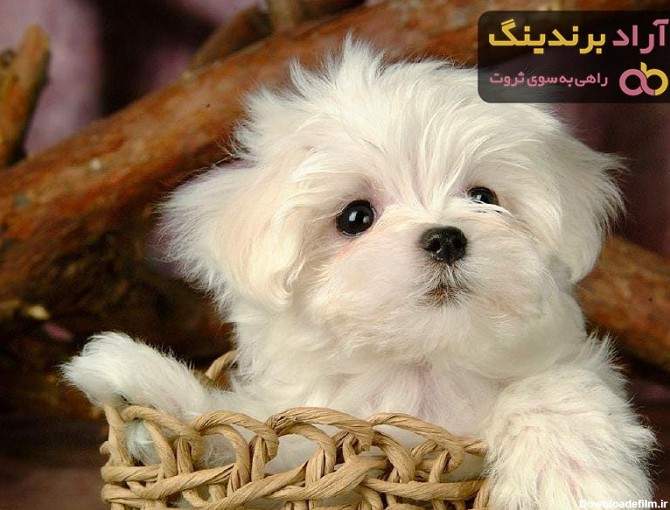قیمت سگ جیبی خوشگل، سفید، کوچک در 3 نوع مختلف - آراد برندینگ