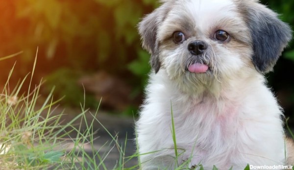 سگ نژاد شیتزو | آشنایی کامل و نگهداری از شیتزو به همراه عکس سگ شیتزو
