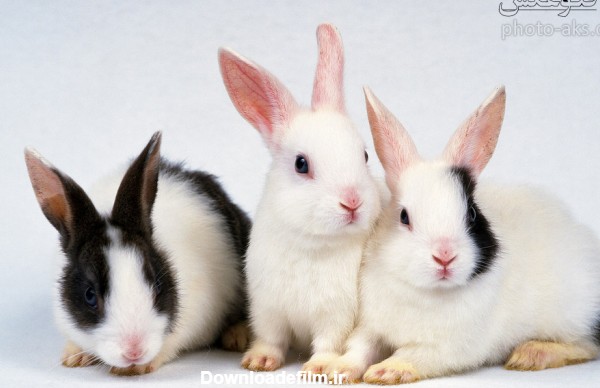 عکس خرگوش های گوش دراز aks khargoosh gosh deraz