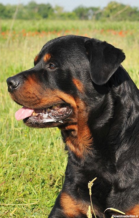 مشخصات کامل، قیمت و خرید نژاد سگ روتوایلر (Rottweiler) | پت راید