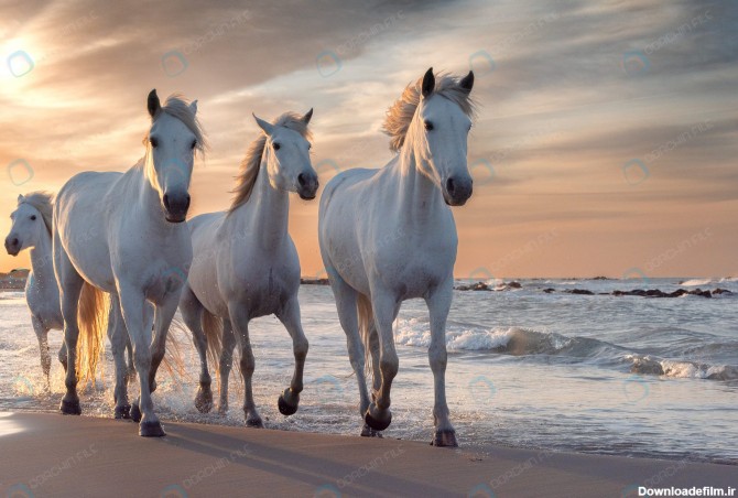 تصویر استوک رایگان گله اسب سفید - مرجع دانلود فایلهای دیجیتالی
