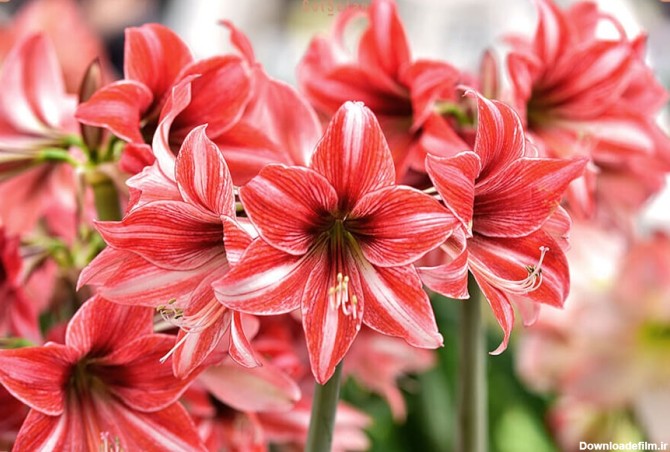 گل آماریلیس ، از جمله جذاب‌ترین گل‌های پیازدار موجود در جهان