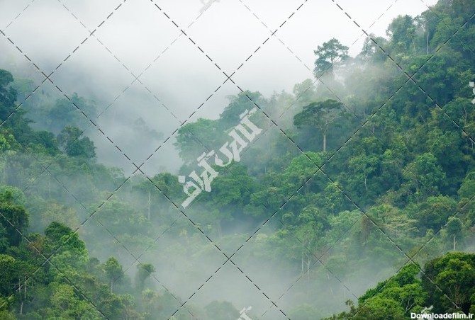 تصویر جنگل مه آلود