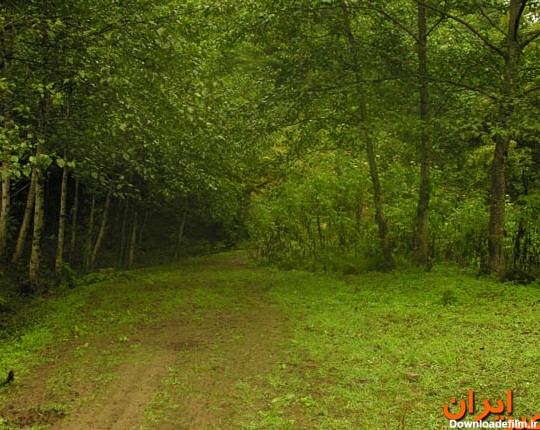 نگاه کاربران / جنگل ماسال در گیلان (عکس)