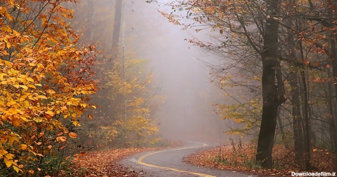 تصاویر| پاییز مه آلود جنگل‌های درازنو گلستان