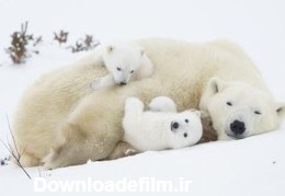 عکس | بازی خرس‌های قطبی در عکس روز نشنال جئوگرافیک