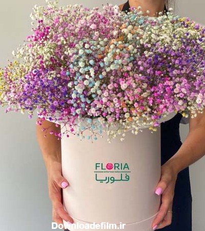 ژیپسوفیلا یا گل عروس | همه آنچه می‌خواهید بدانید | فلوریا FLORIA