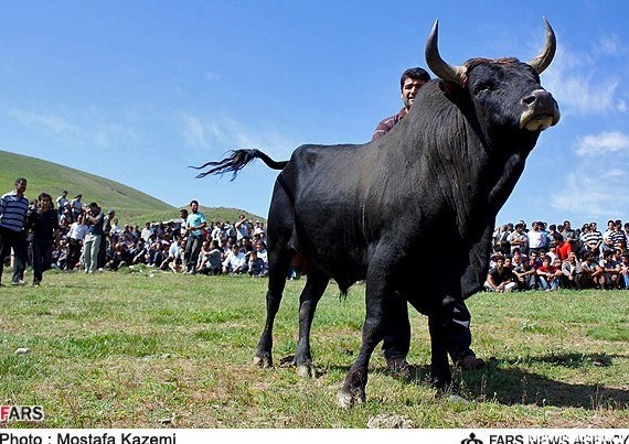 مراسم سنتی جونکا جنگی | خبرگزاری فارس