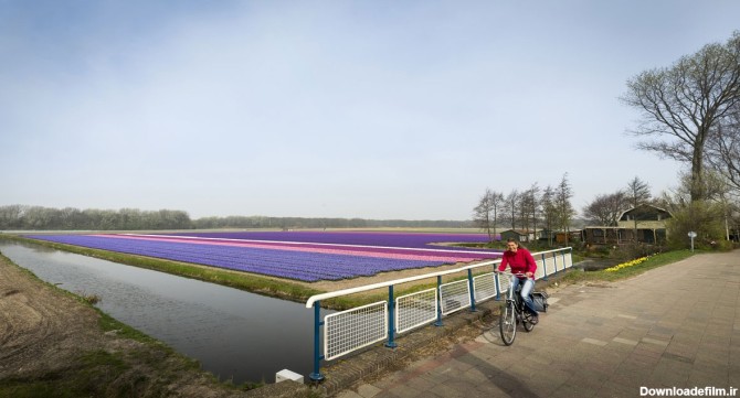 مزرعه زیبای سنبل در هلند