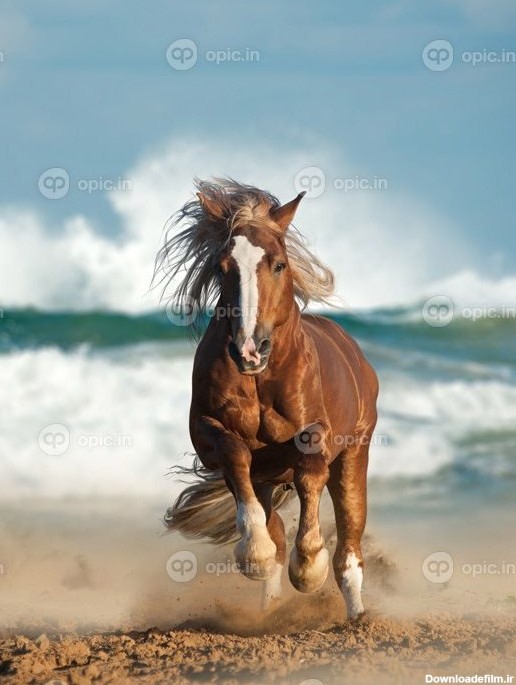 دانلود اسب پیشگام شاه بلوط در حال قدم زدن در کنار دریا | اوپیک