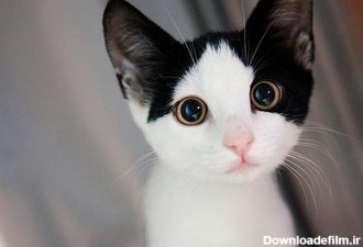 همه بیماری‌هایی که از گربه به شما منتقل می‌شود - خبرآنلاین