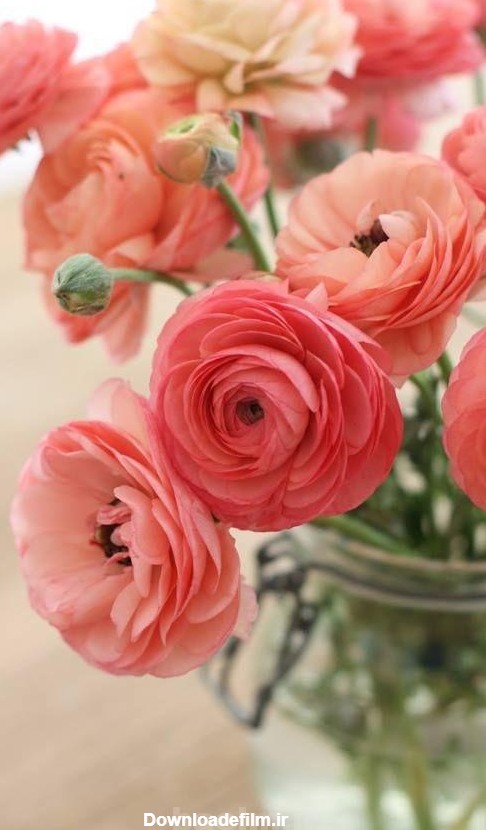 عکس هایی از گل های بسیار زیبا و شگفت انگیز(حیرت آور) • باعلم