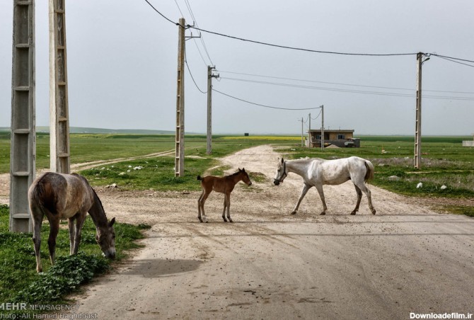 پرورش اسب در روستای صوفیان (عکس)