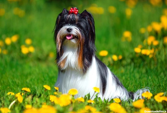 مشخصات کامل، قیمت و خرید نژاد سگ بیور تریر (Biewer Terrier) | پت راید