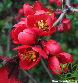 به ژاپنی - گل و گیاه منصوری