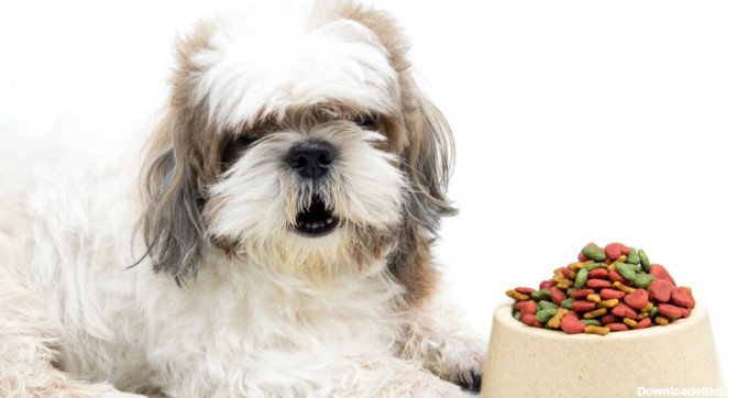 رژیم غذایی سگ شیتزو