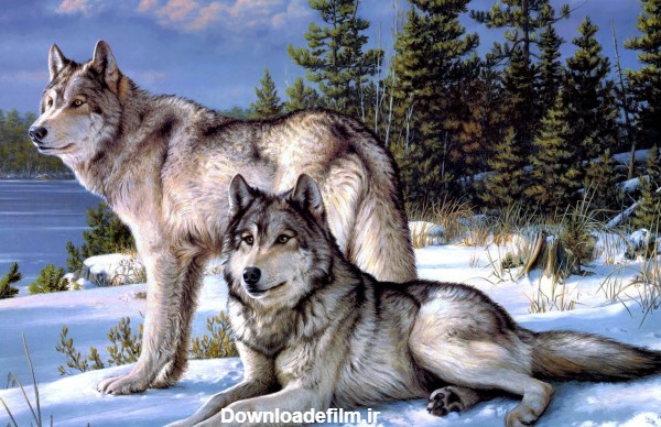عکس نقاشی گرگ ها در زمستان wolves in winter