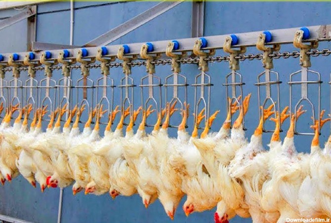 فرآوری مرغ؛ جوجه رو یک هفته ای بدل میکنن به مرغ از پا آویزونشون میکنن تا پراشون بریزه