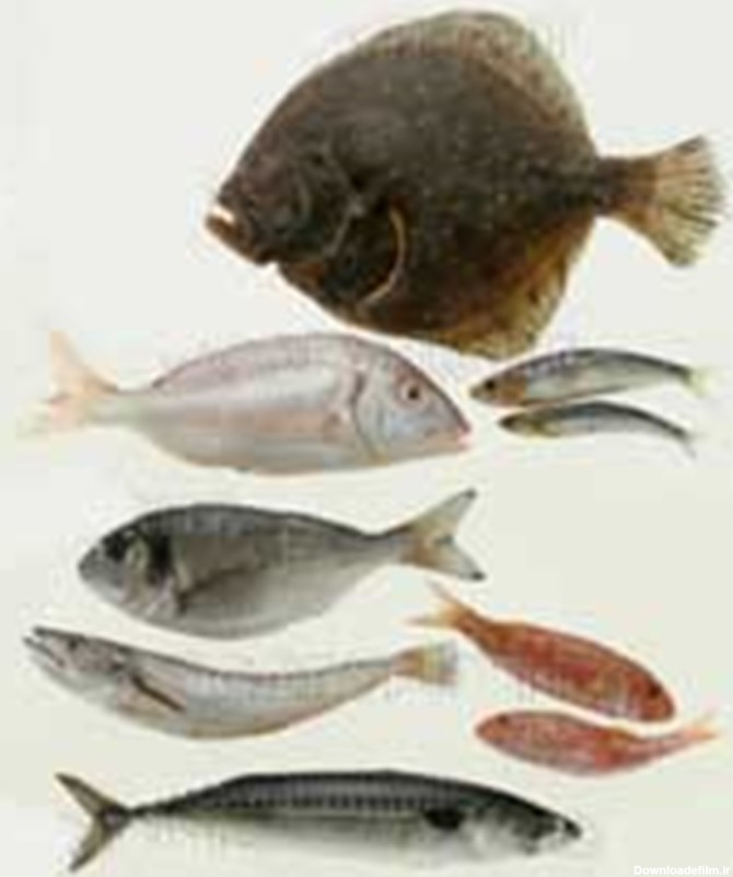 انواع ماهی های خوراکی ما