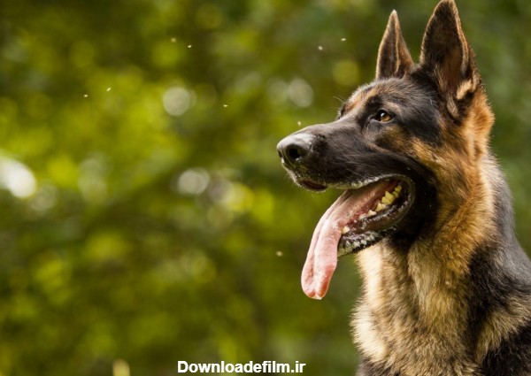 6 قدم تربیت سگ ژرمن شپرد (اصول، اشتباهات و آموزش سگ نگهبان)