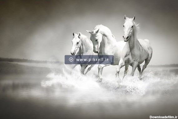عکس با کیفیت از یورتمه اسب های سفید وحشی در دریا و آب