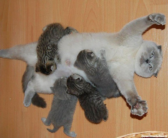 عکس بچه گریه - شیرخوردن بچه گربه ها