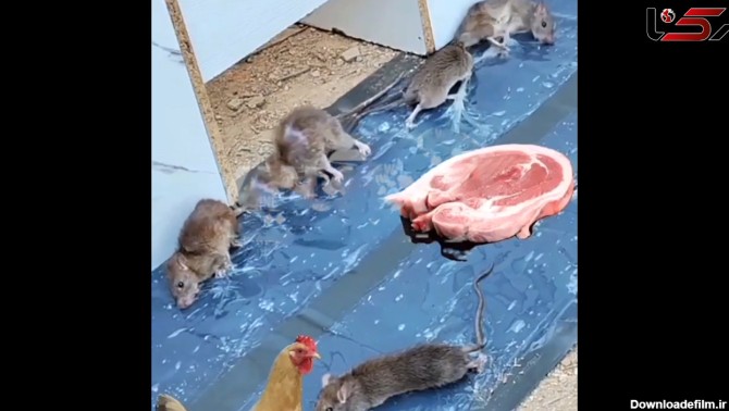 ببینید / حال و روز تلخ موش‌ها بعد از گیر افتادن روی تله چسبی! + فیلم