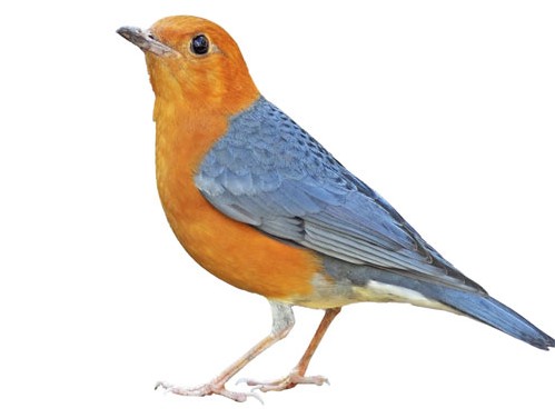 عکس با کیفیت از پرنده جنگلی نارنجی آبی