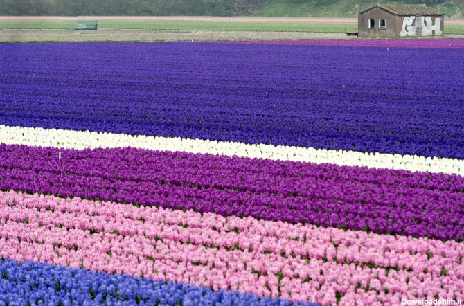 مزرعه زیبای سنبل در هلند