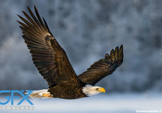 15 عکس عقاب🌟خرید و دانلود بهترین عکس های عقاب با کیفیت