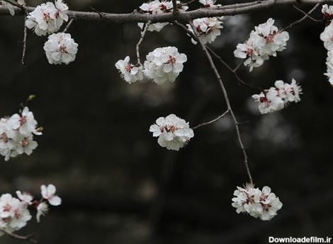 عکس: شکوفه های بهاری | پایگاه اطلاع رسانی رجا