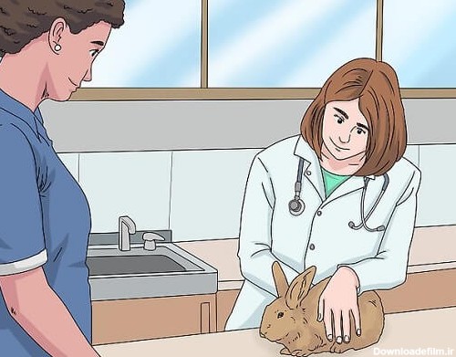 تشخیص جنسیت خرگوش