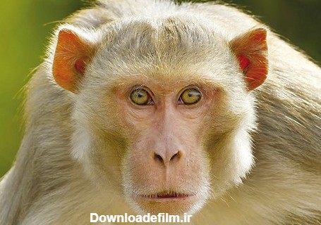 میمون ماده بچه اش را خورد+ عکس :: پایگاه خبری و تحلیلی نوآوران