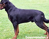 روتوایلر (سگ) - ویکی‌پدیا، دانشنامهٔ آزاد