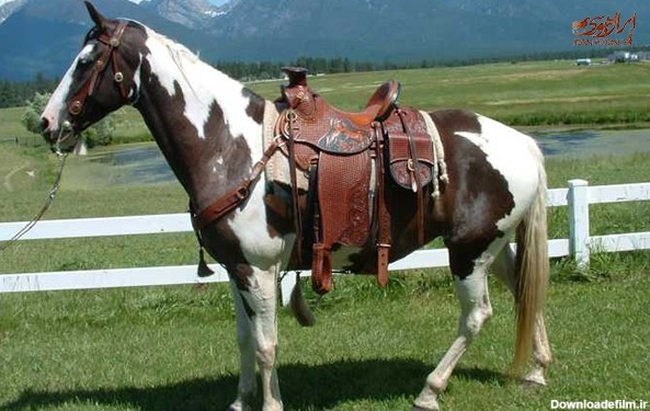 آموزش کامل زین کردن اسب
