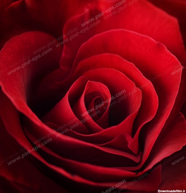 عکس با کیفیت تبلیغاتی گل رز قرمز زیبا از نمای نزدیک - لایه باز طرح ...