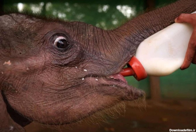 عکس روز: شیر خوردن بچه فیل - همشهری آنلاین