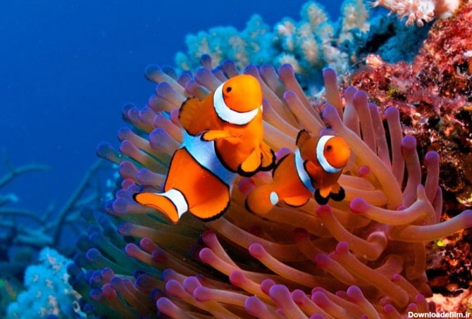 آکواریوم کیش: ساعات بازدید و هزینه + گونه‌های ماهی | مجله علی بابا