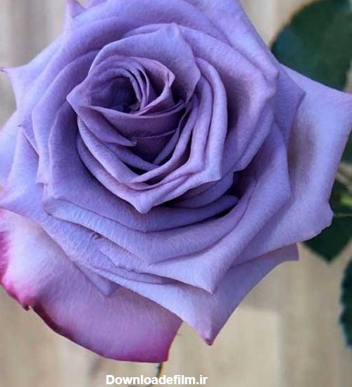 عکس پروفایل گل رز یاسی رنگ