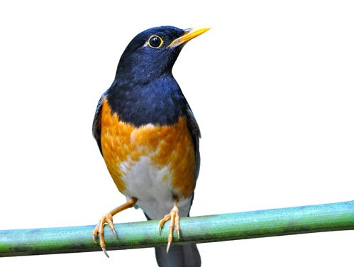 عکس با کیفیت از پرنده آبی سینه نارنجی با نوک نارنجی