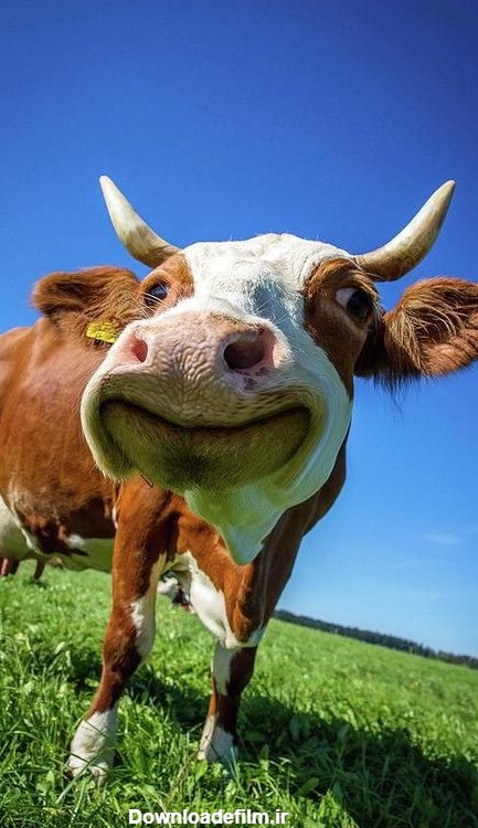 دانلود عکس های گاوهای اهلی در مزرعه