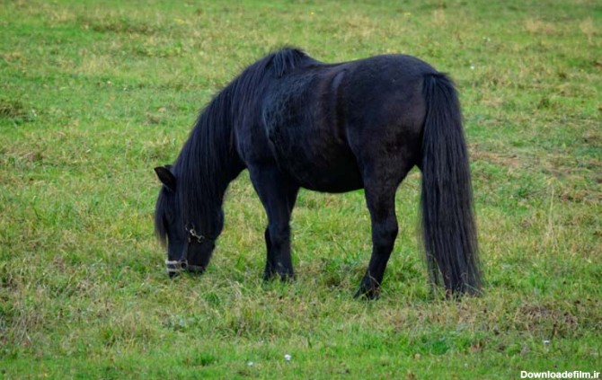 اسب کوچک سیاه؛ ظریف مشکی پا کوتاه قد 150 160 سانت - آراد برندینگ