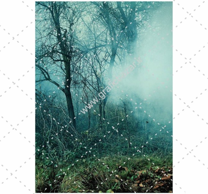 دانلود عکس با کیفیت پس زمینه جنگل مه آلود - گرافیک بازار