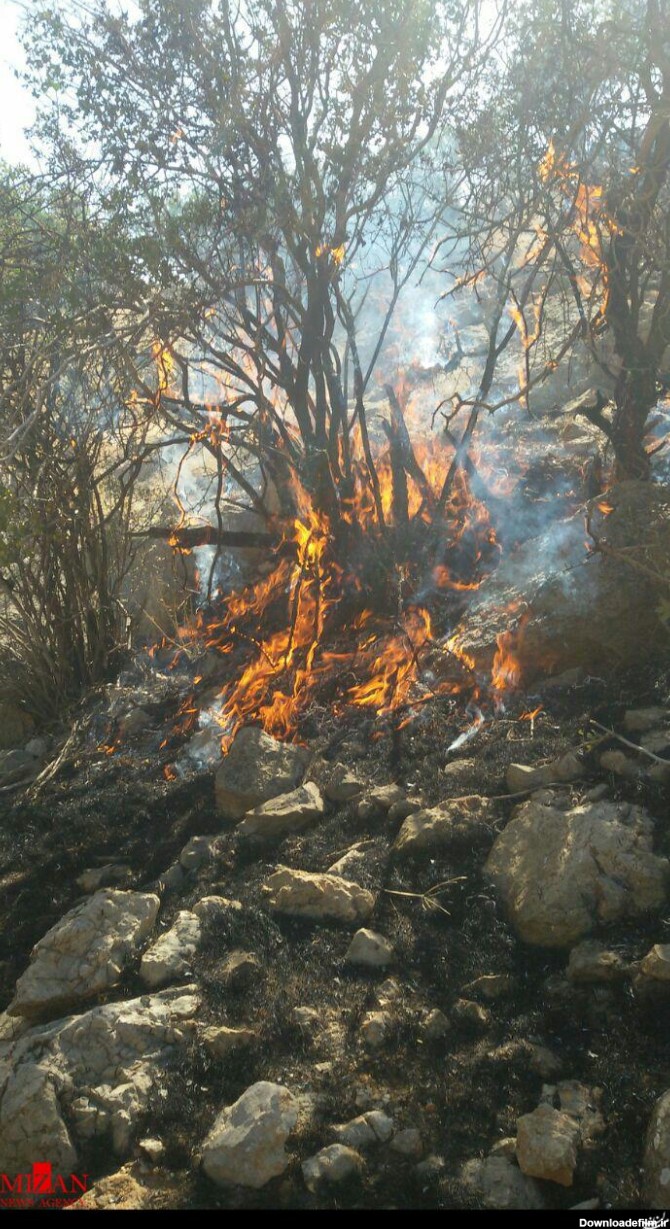 آخرین وضعیت آتش سوزی جنگل پاسارگاد/آسیب به زیستگاه خرس قهوه ای و ...