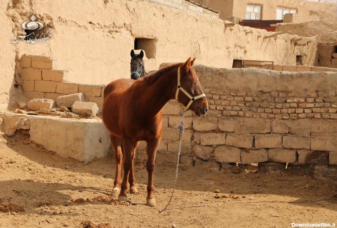 پرورش اسب در دل روستایی کوچک+ تصاویر | خبرگزاری فارس