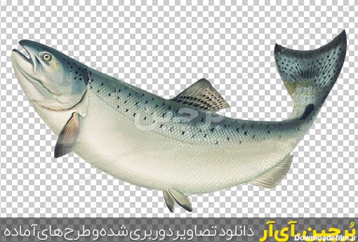 Borchin-ir-watercolor sea fish large transparent photo02 دانلود عکس ماهی دریایی۲