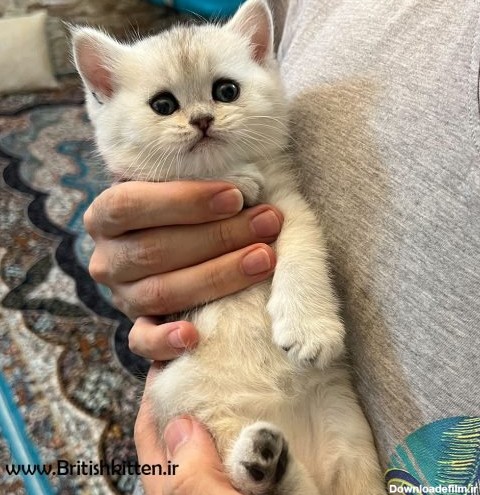بچه گربه چشم آبی ۱ ماهه خرید و نگهداری