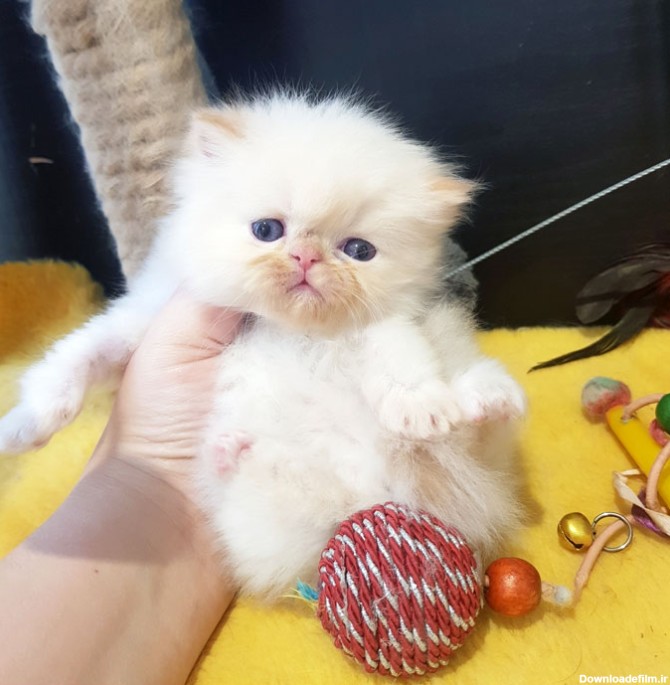 فروش بچه گربه ردپوینت عروسکی